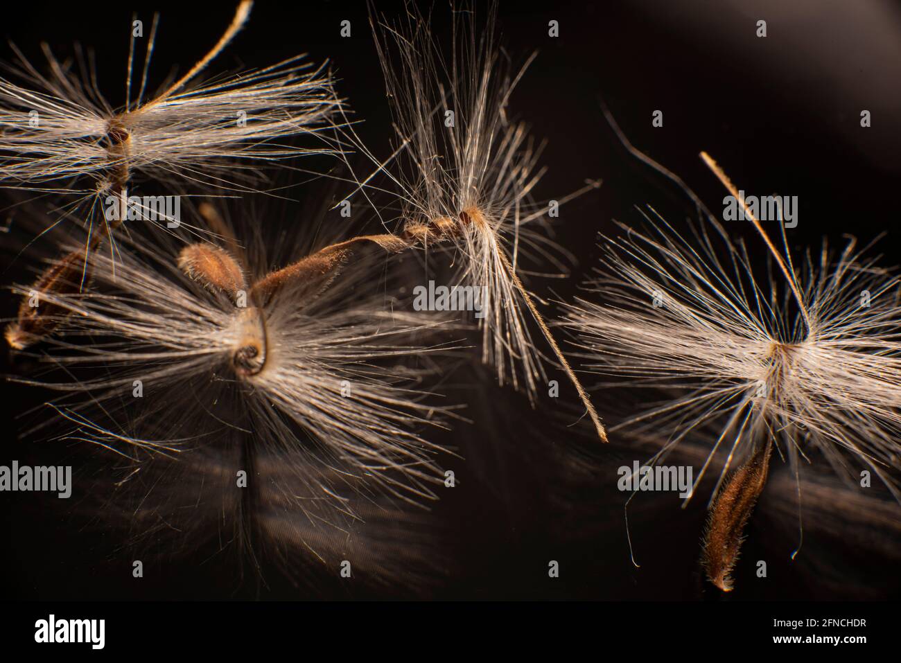 Brightly lit Pelargonium seeds, with fluffy hairs and a spiral body, are  reflected in black perspex. Geranium seeds that look like ballerina ballet  dancers. Motes of dust shine in the background like