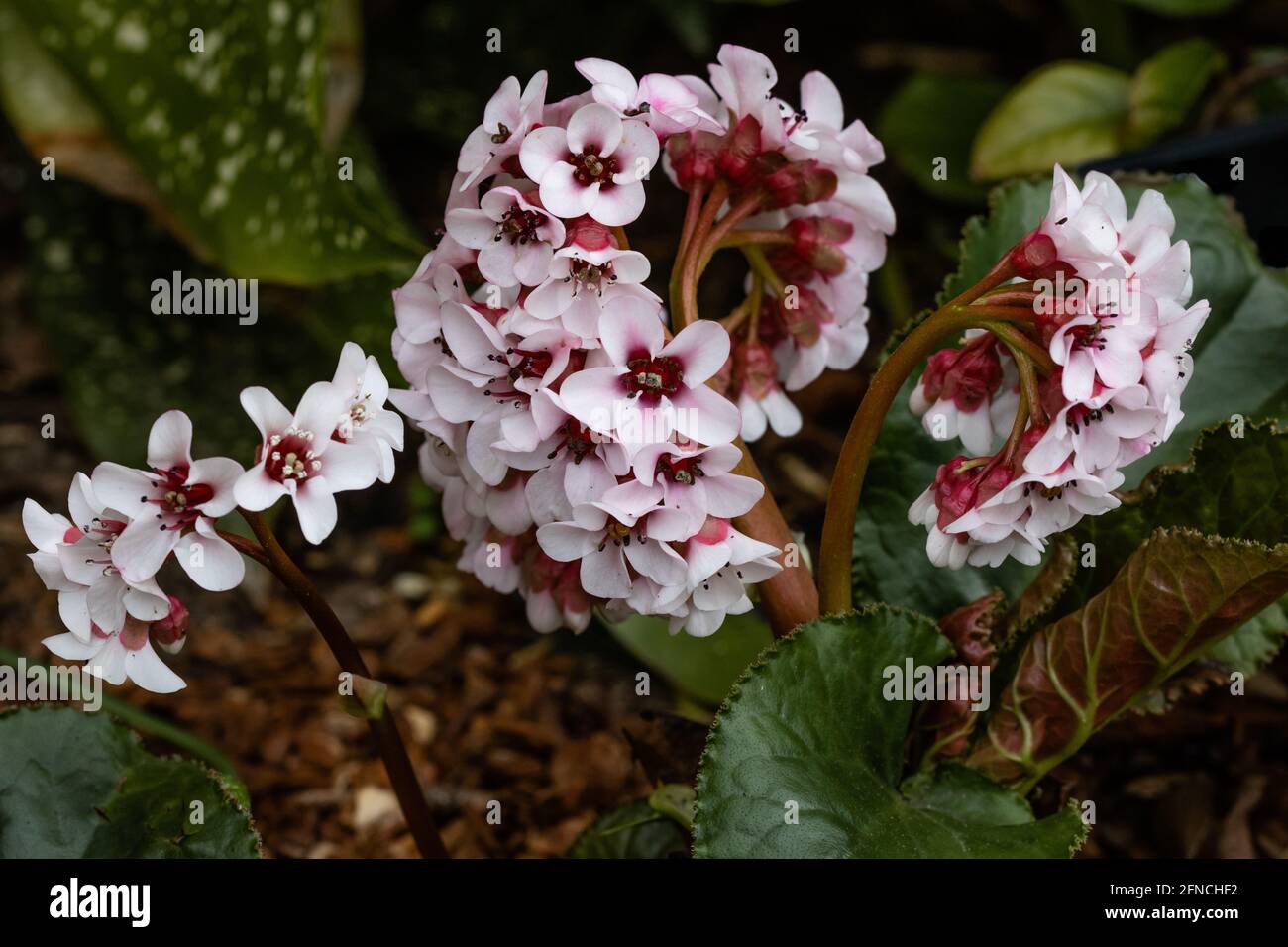 Pale pink Bergenia ciliata in flower in spring Stock Photo