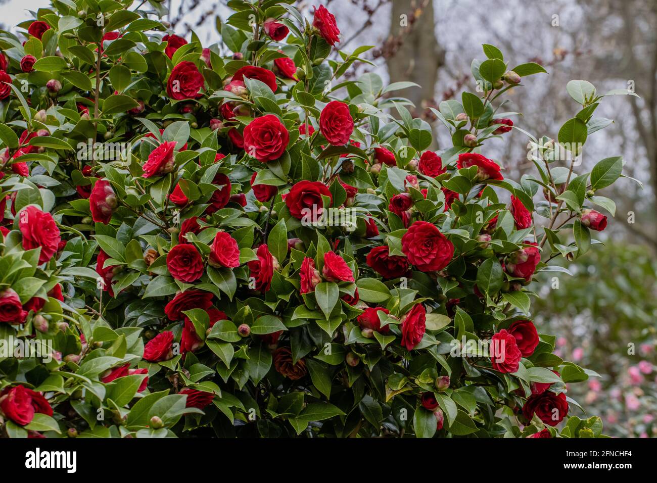 Large mass of deep red Camellia Black Lace flowers in spring Stock Photo