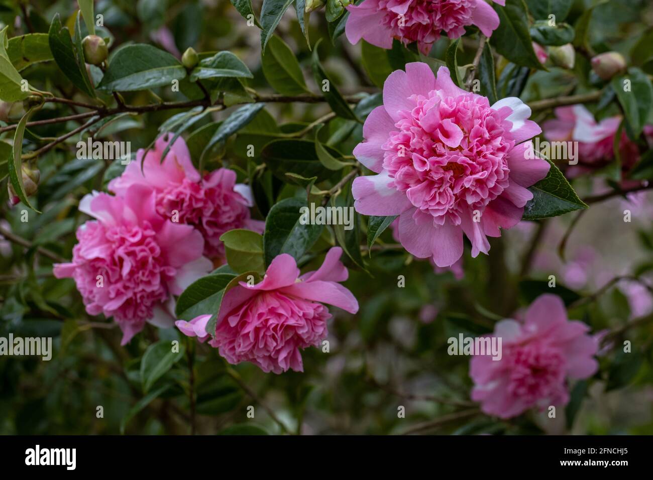 Cluster of pale pink and white two tone Camellia williamsii Ballet Queen in spring Stock Photo