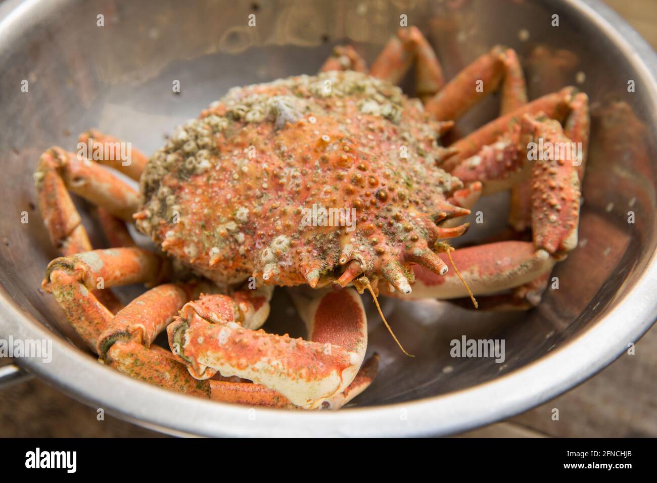 A boiled, cooked spider crab, Maja brachydactyla, that has been left to
