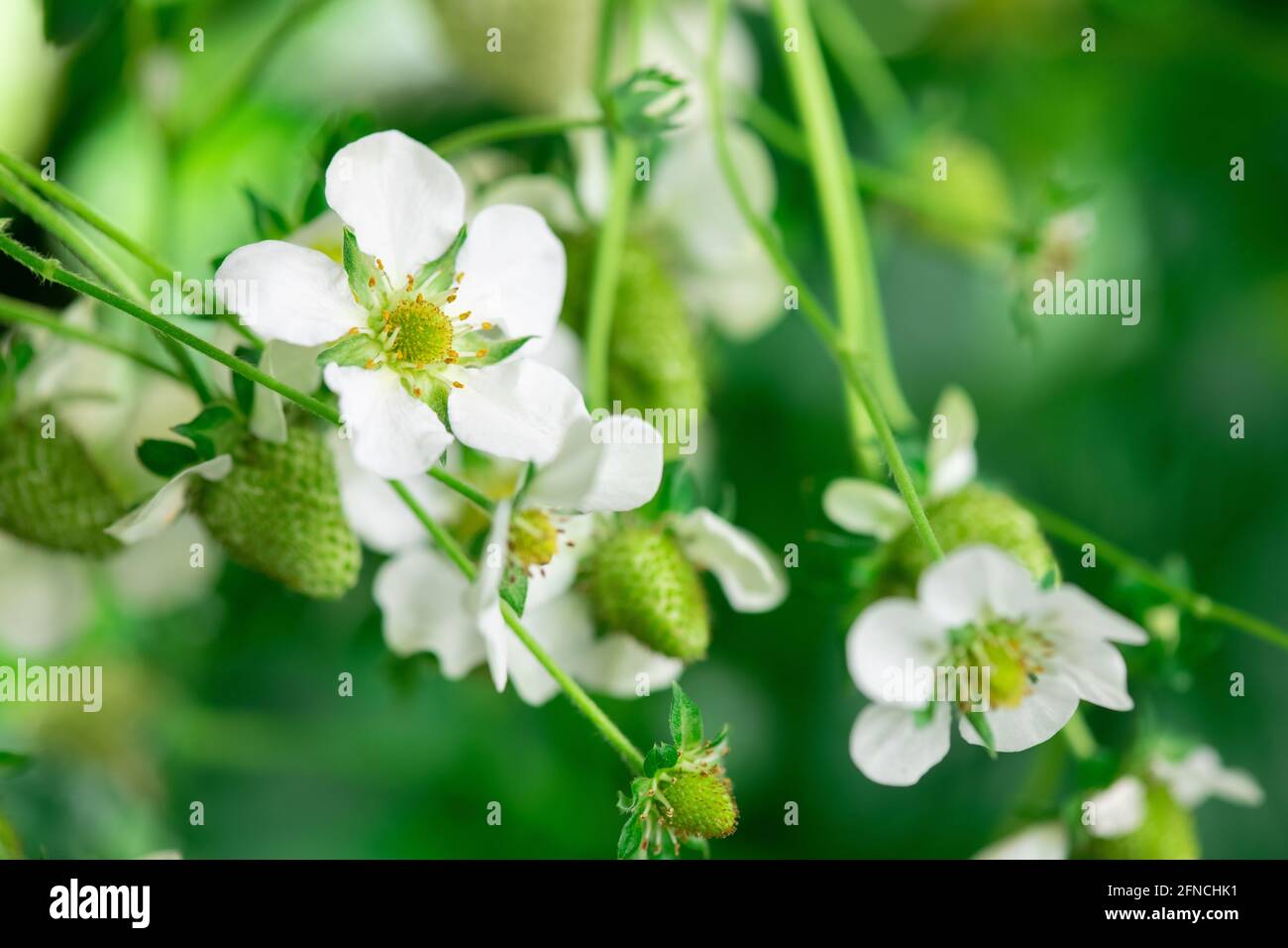 Close up strawberry tree flower hi-res stock photography and images - Alamy