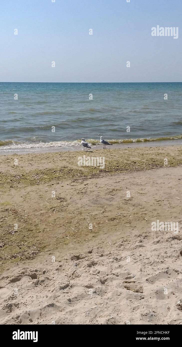 two seagulls walking on the beach Stock Photo