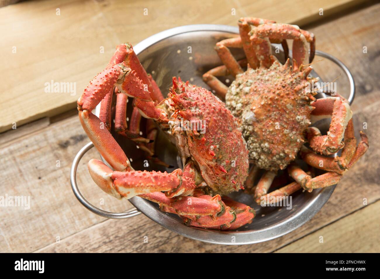 Two boiled, cooked spider crabs, Maja brachydactyla, that have been ...