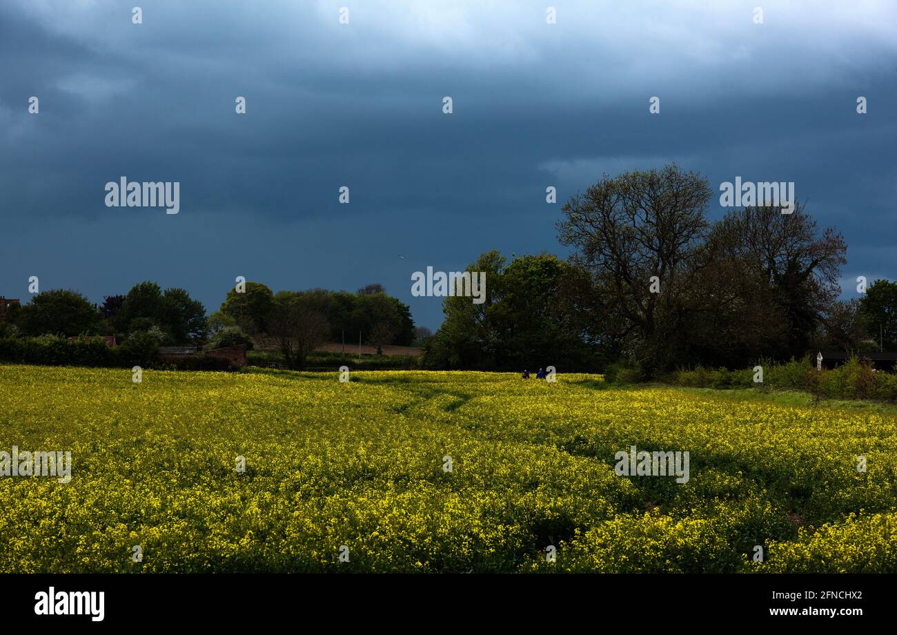 Saxondale, Nottinghamshire, UK. 16th May 2021. Walkers make their way through a field of oilseed as rain clouds approach Saxondale, Nottinghamshire. Neil Squires/Alamy Live News Stock Photo