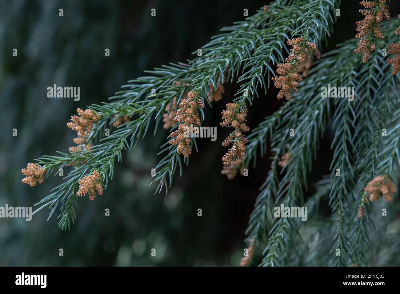 Catkins of Cryptomeria japonica sinensis standing out against a dark background Stock Photo