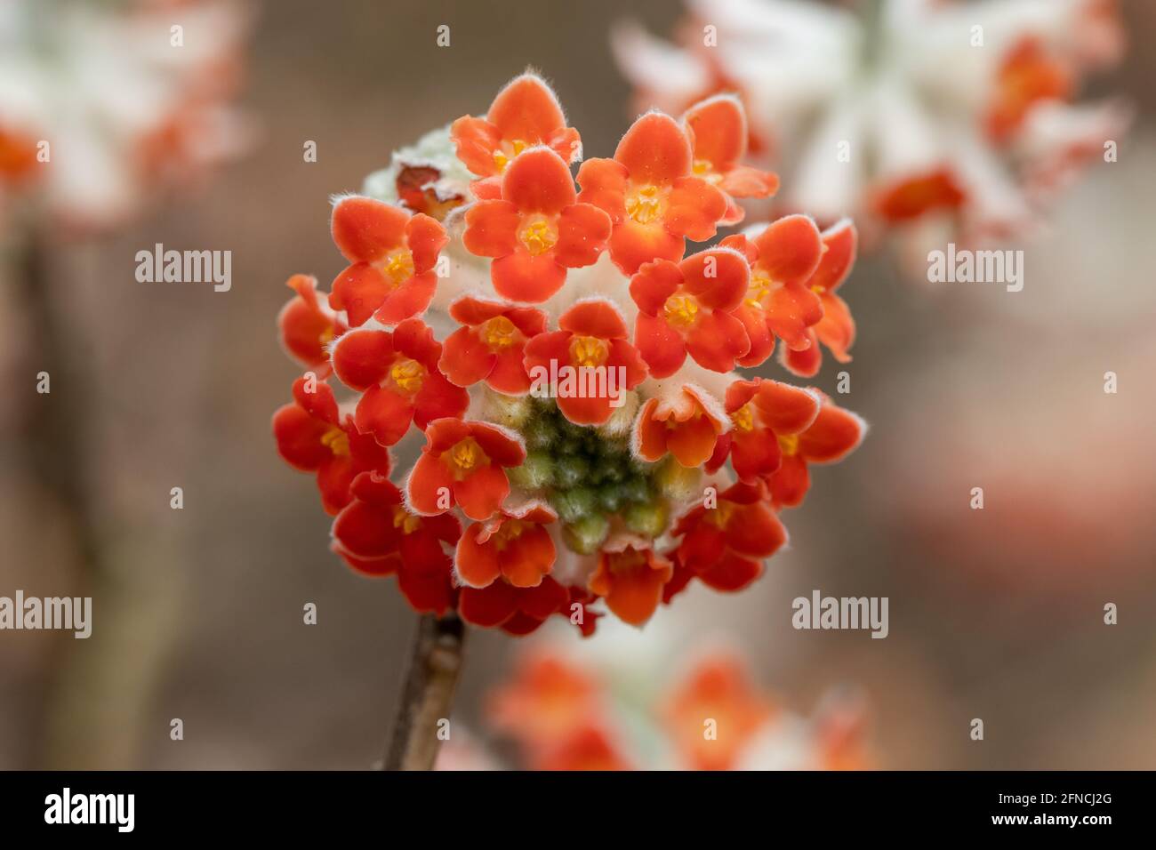 Close up of single Edgeworthia chrysantha Red Dragon flower in spring Stock Photo