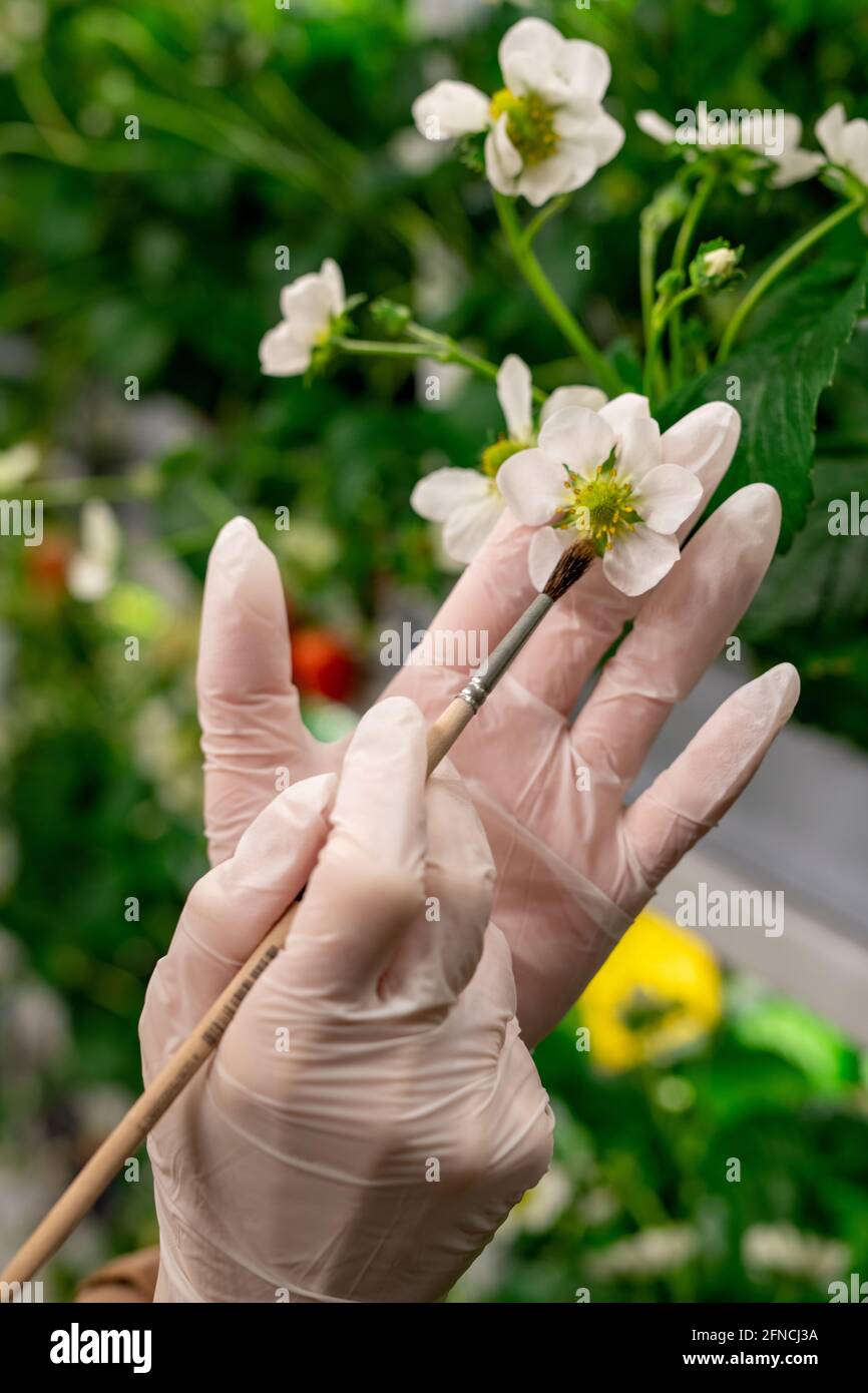 Process of pollination hires stock photography and images Alamy