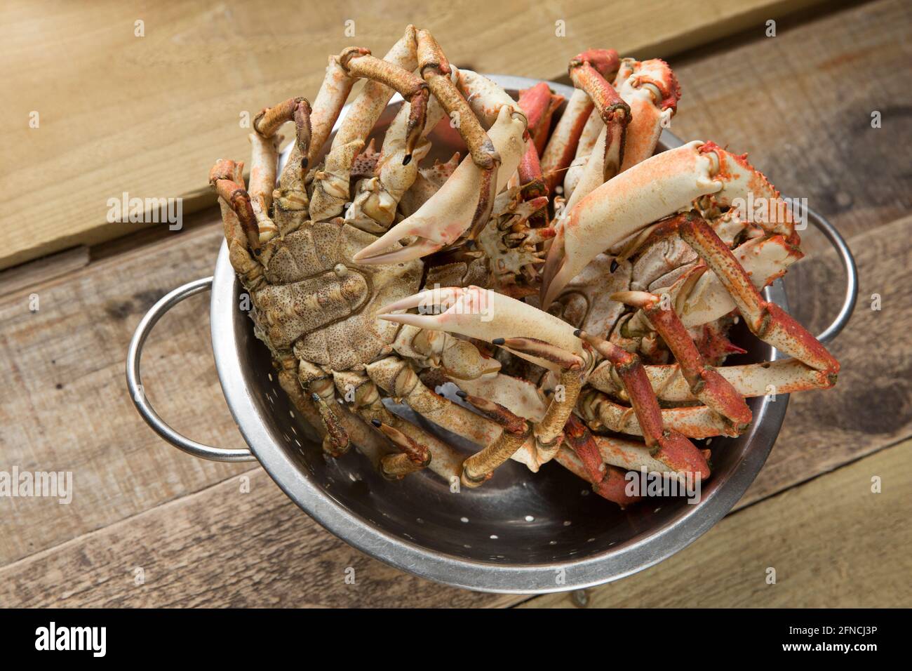 Two boiled, cooked spider crabs, Maja brachydactyla, that have been left to cool after cooking, Spider crabs are common in parts of the UK and are bei Stock Photo