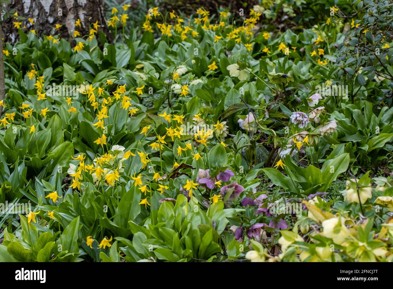 Mass of bright yellow Erythronium tuolumnense flowers in spring Stock Photo