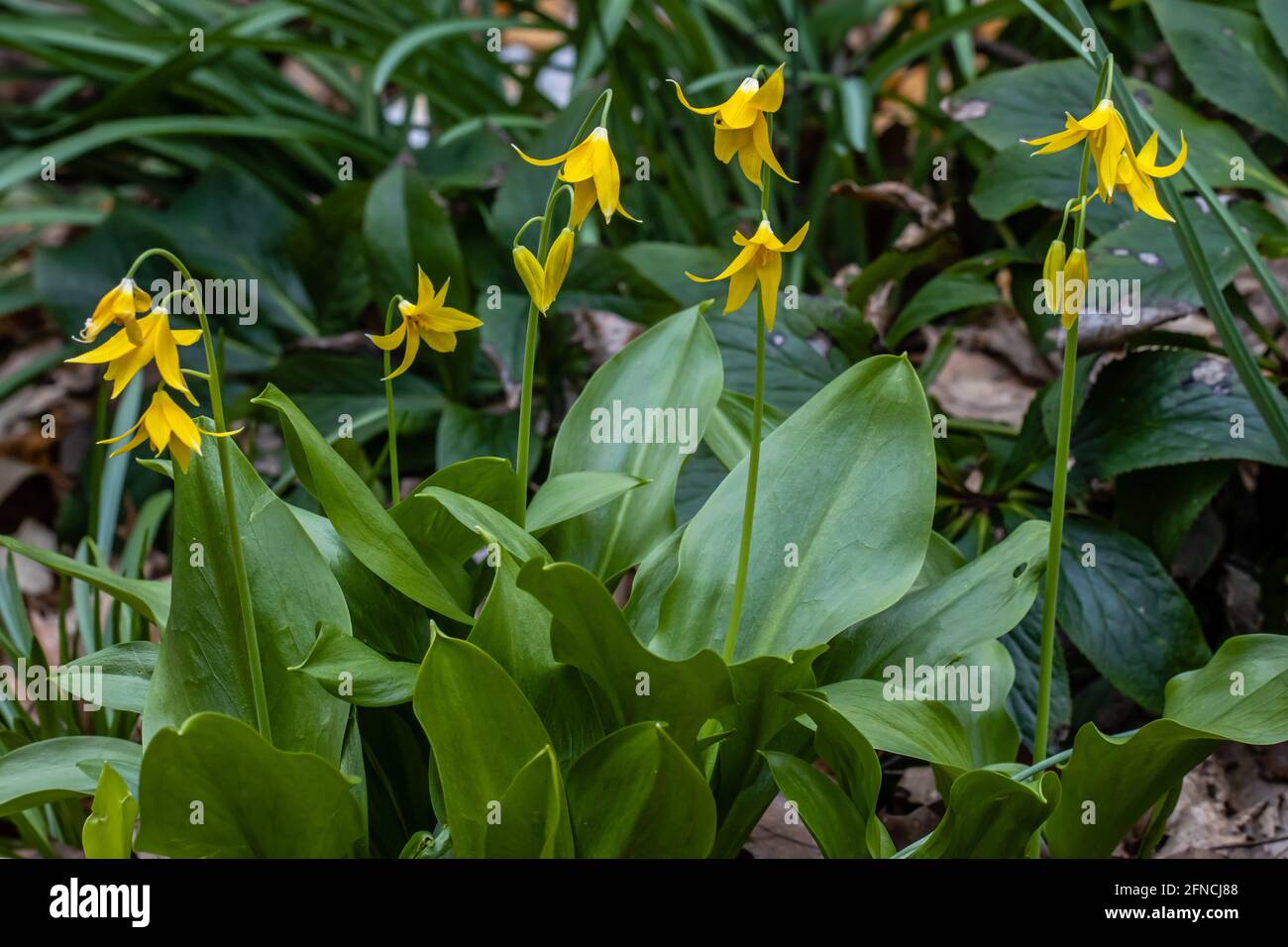 Cluster of bright yellow Erythronium tuolumnense flowers in spring Stock Photo