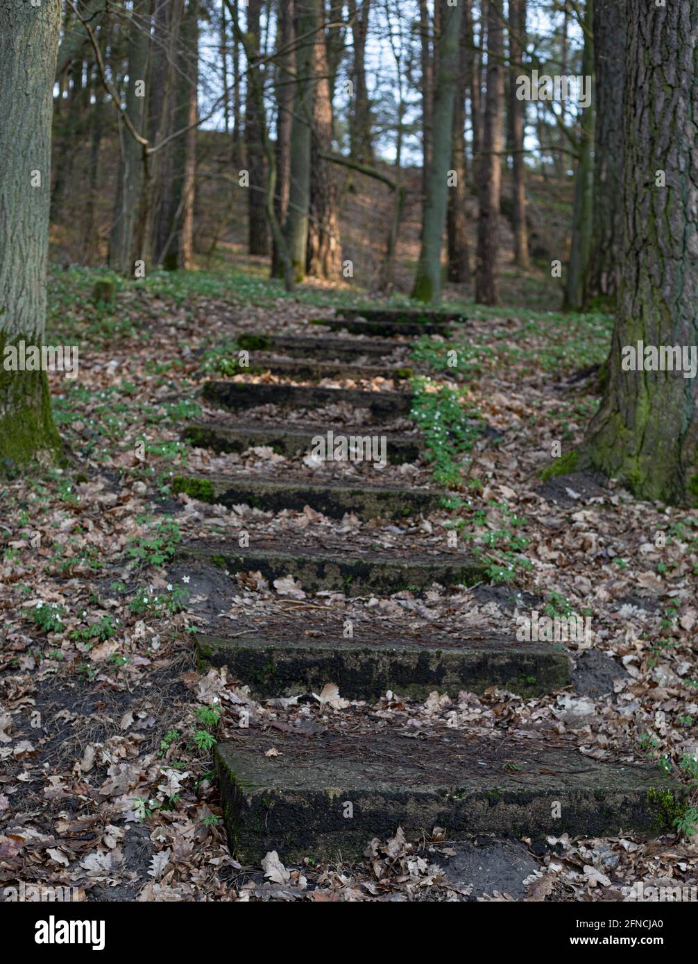 Stone steps in the woods (forest) or park leading the way up Stock Photo