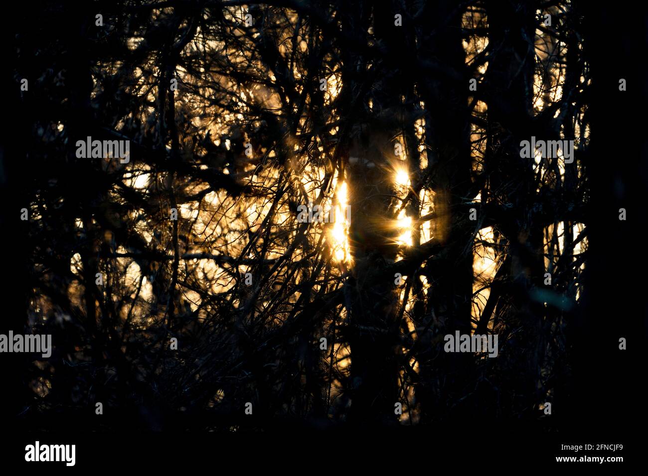 Late afternoon sun photographed Saturday, Nov. 21, 2020 in Waushara County, Wisconsin. Stock Photo