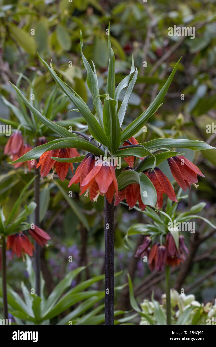 Single flower spike of Fritillaria imperalis Red Beauty in spring Stock Photo