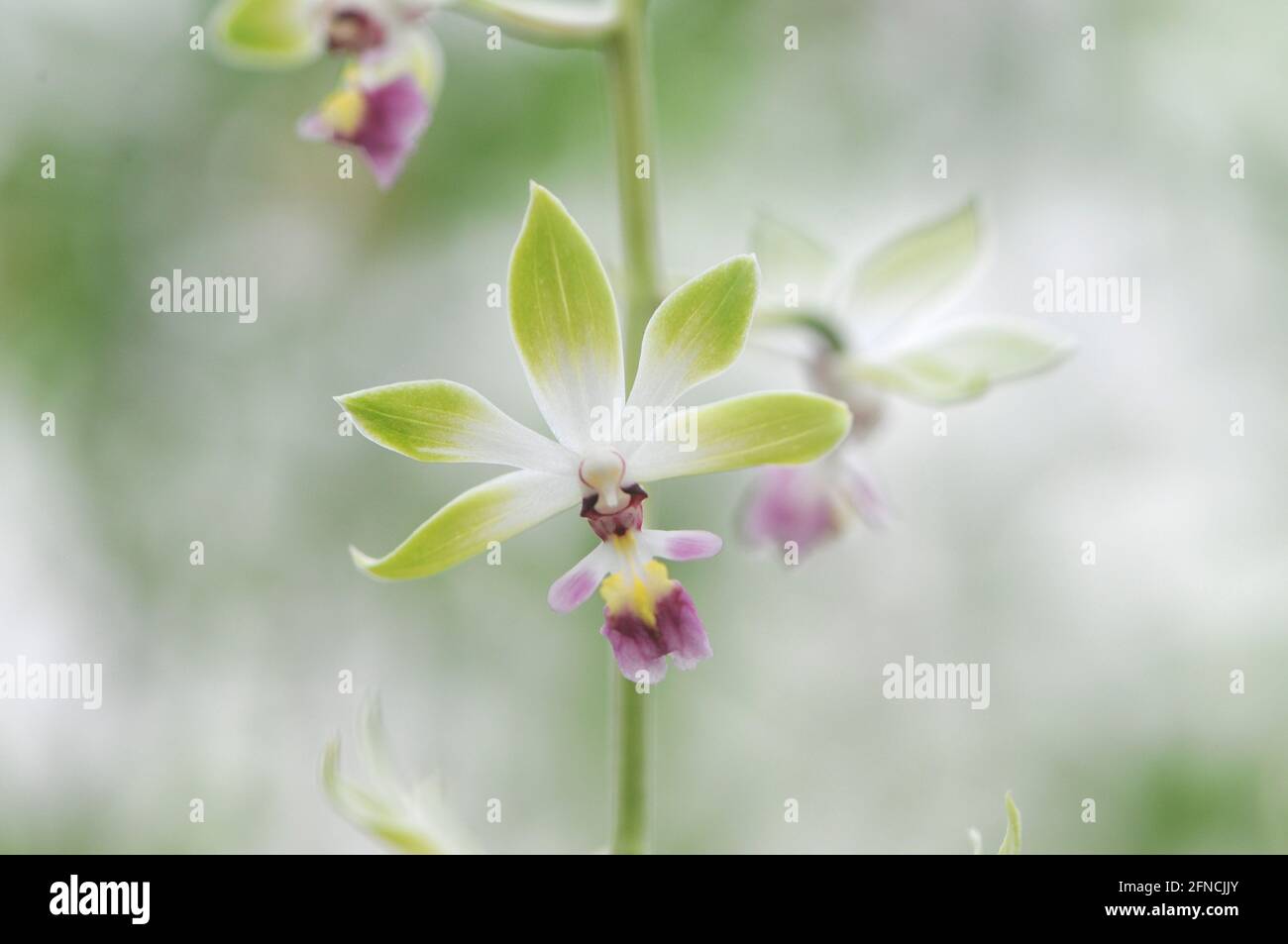A wild orchid of the Himalayas Stock Photo