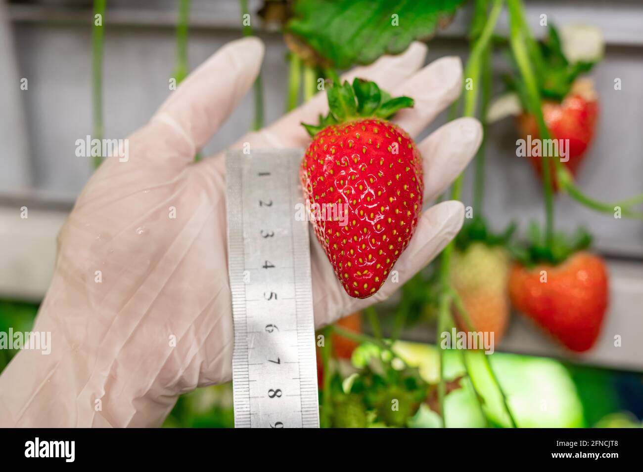 Gloved farmer holding a strawberry while measuring its length Stock ...