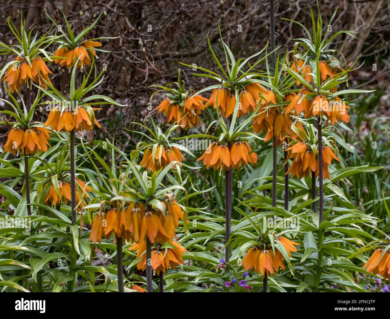 Cluster of Fritillaria imperialis Early Dream flower spikes in spring Stock Photo