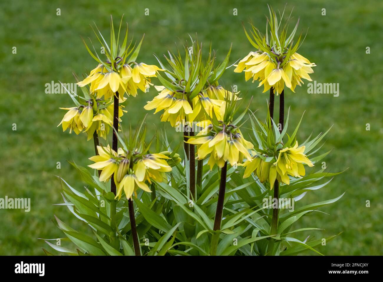 Cluster of pale yellow Fritillaria imperialis Early Sensation flower spikes in spring Stock Photo