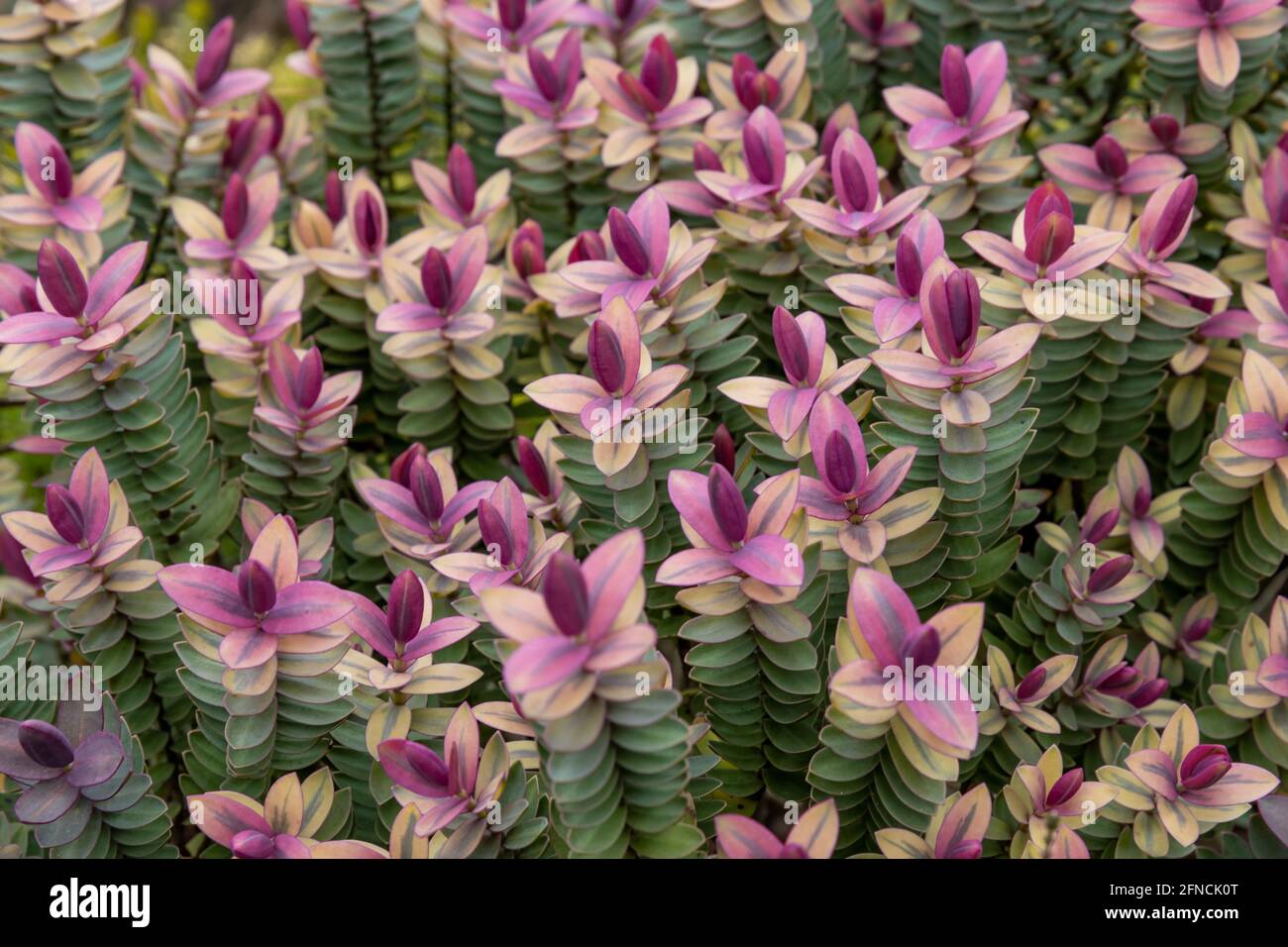 Close up of Hebe Pink Elephant foliage on spring day Stock Photo
