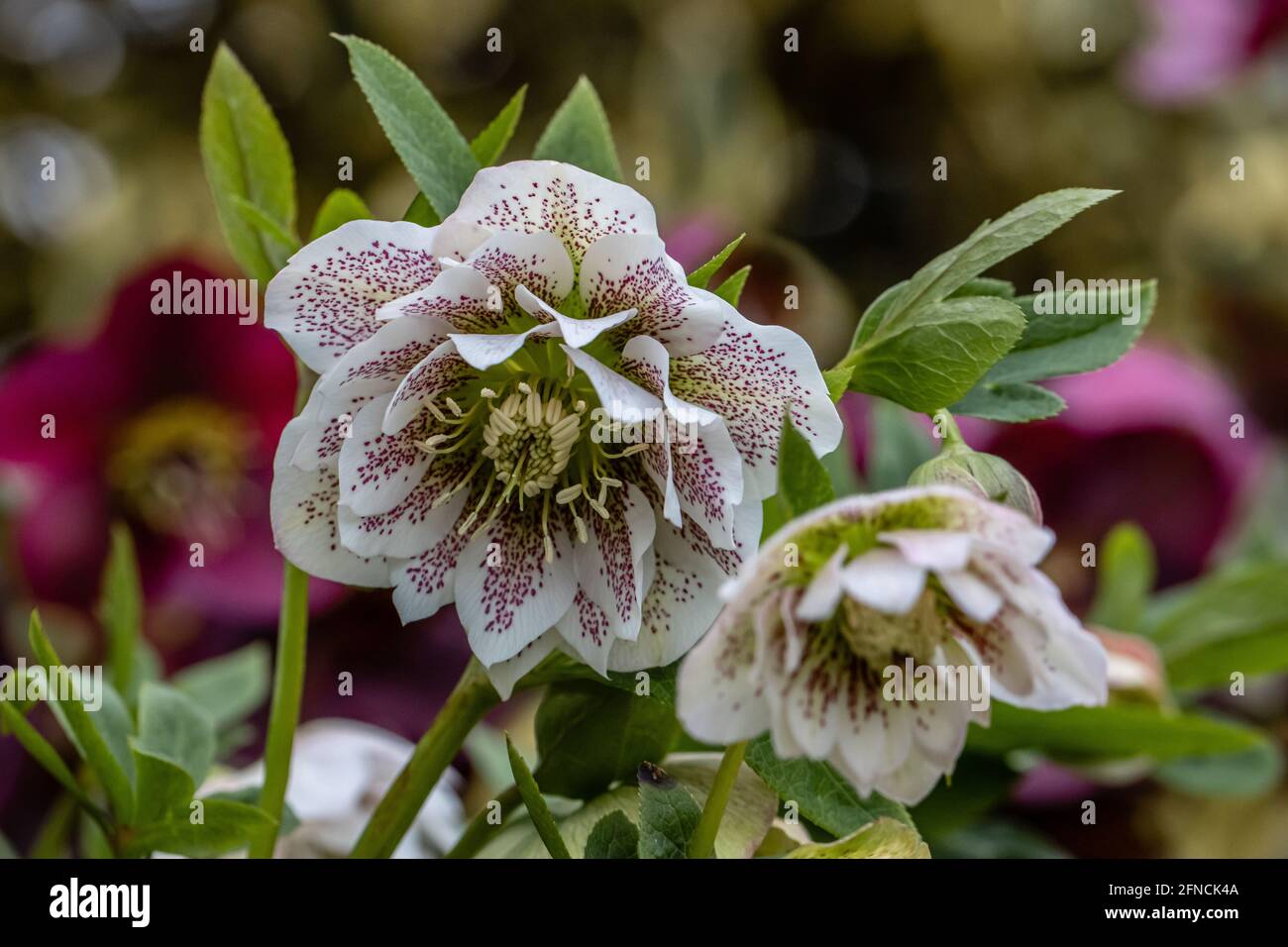 Close up of Helleborus hybridus Cinderella flowers in spring Stock Photo