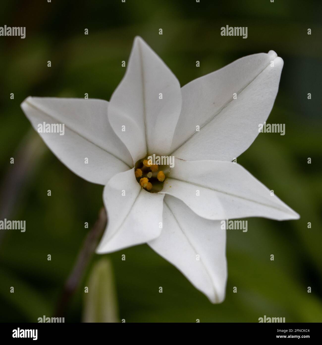 Single pure white Ipheion uniflorum album flower in spring Stock Photo