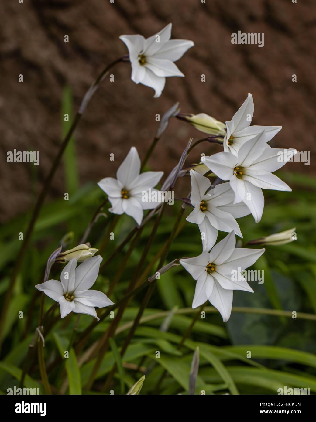 Cluster of pure white Ipheion uniflorum album flowers in spring Stock Photo