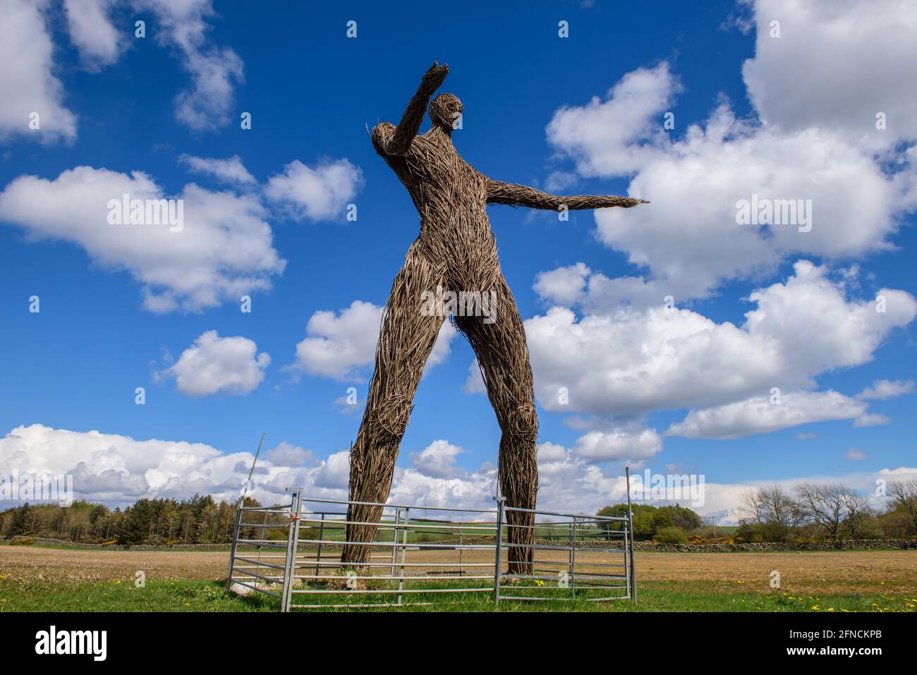 The Wicker man sculpture at East Kirkcarsewell Farm near Kirkcudbright. Scotland Stock Photo