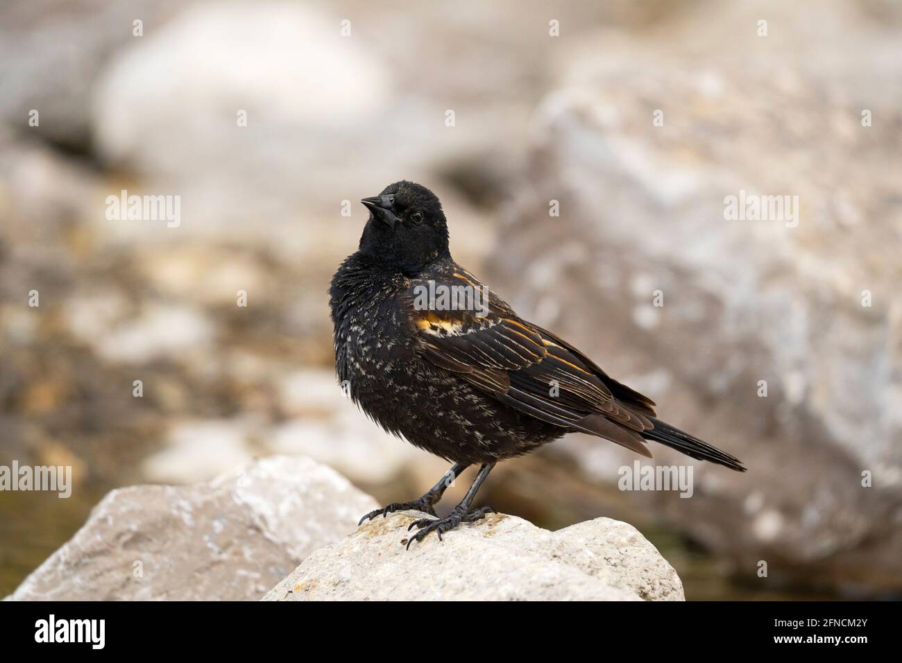 Red-winged Blackbird, (Agelaius phoeniceus), Young  Male, Bird in Spring Stock Photo