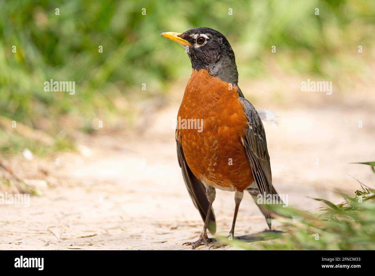 American Robin, (Turdus migratorius) bird, songbird standing on the ground Stock Photo