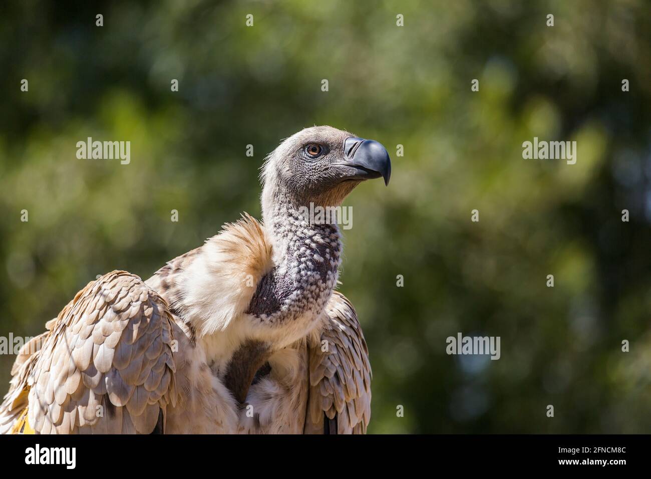 Cape Vulture portrait in Vulpro rehabilitation center, South Africa ...