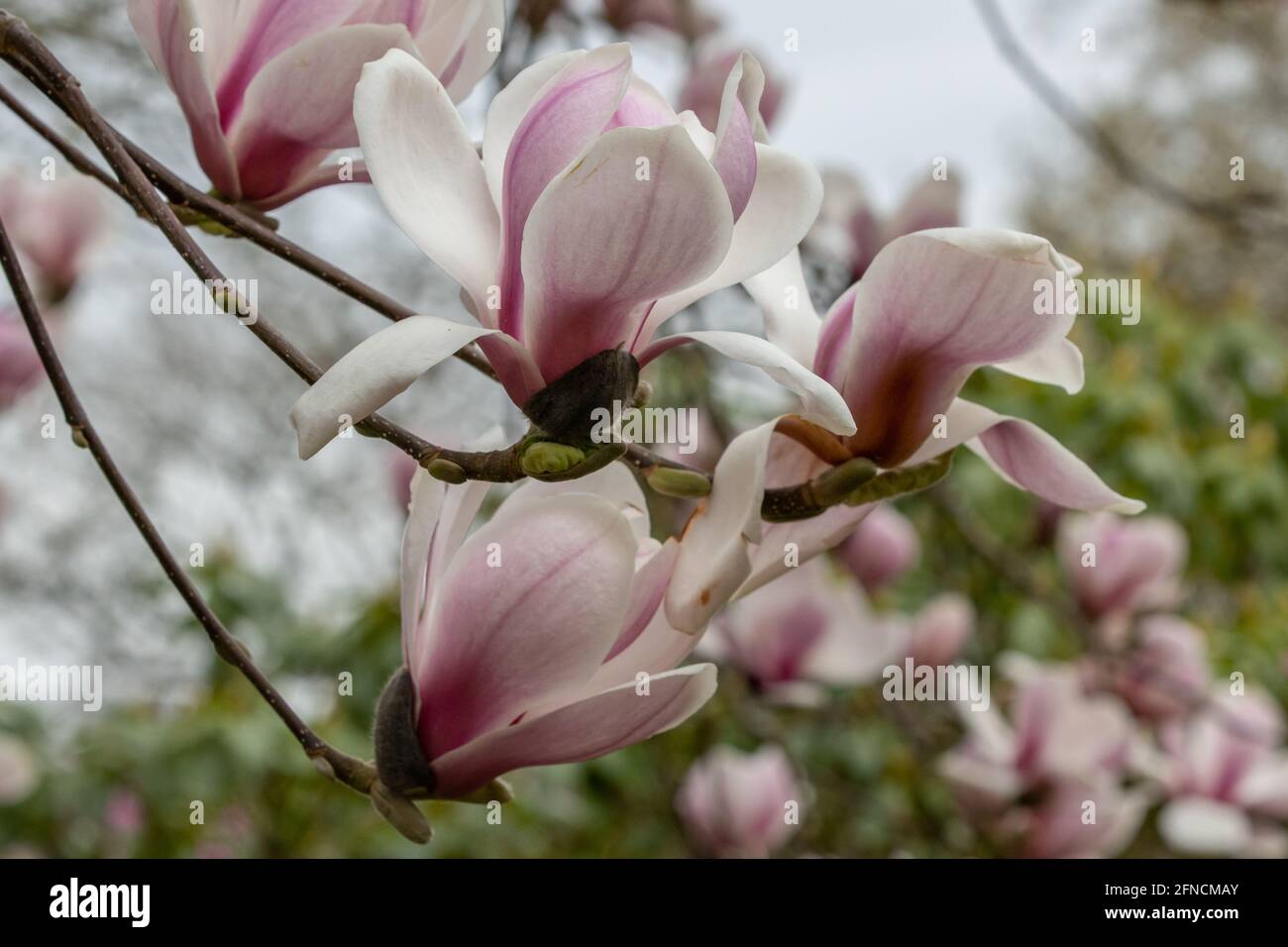 Large pink flowers magnolia tree hi-res stock photography and images ...