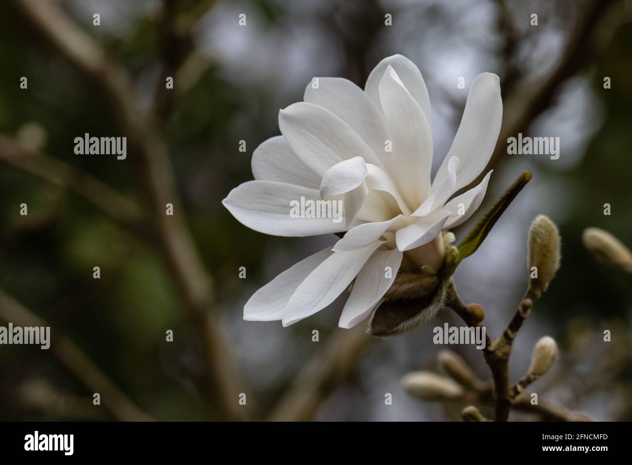 Single White Magnolia loebneri Encore flower in spring Stock Photo