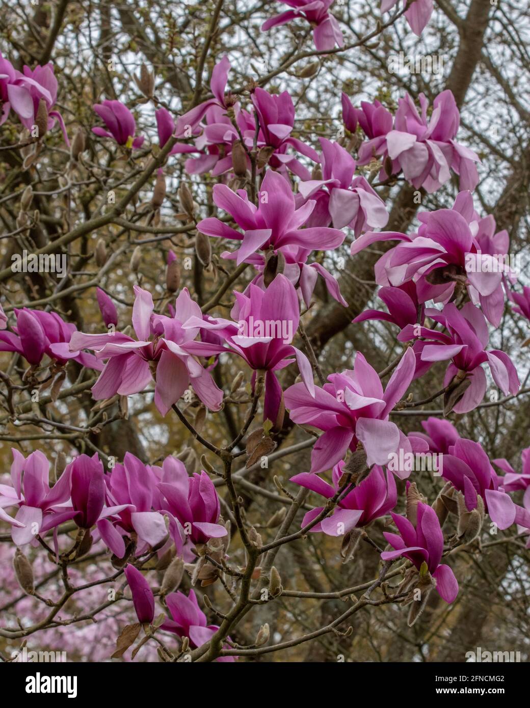 Mass of large purple Magnolia Ruth flowers in spring Stock Photo