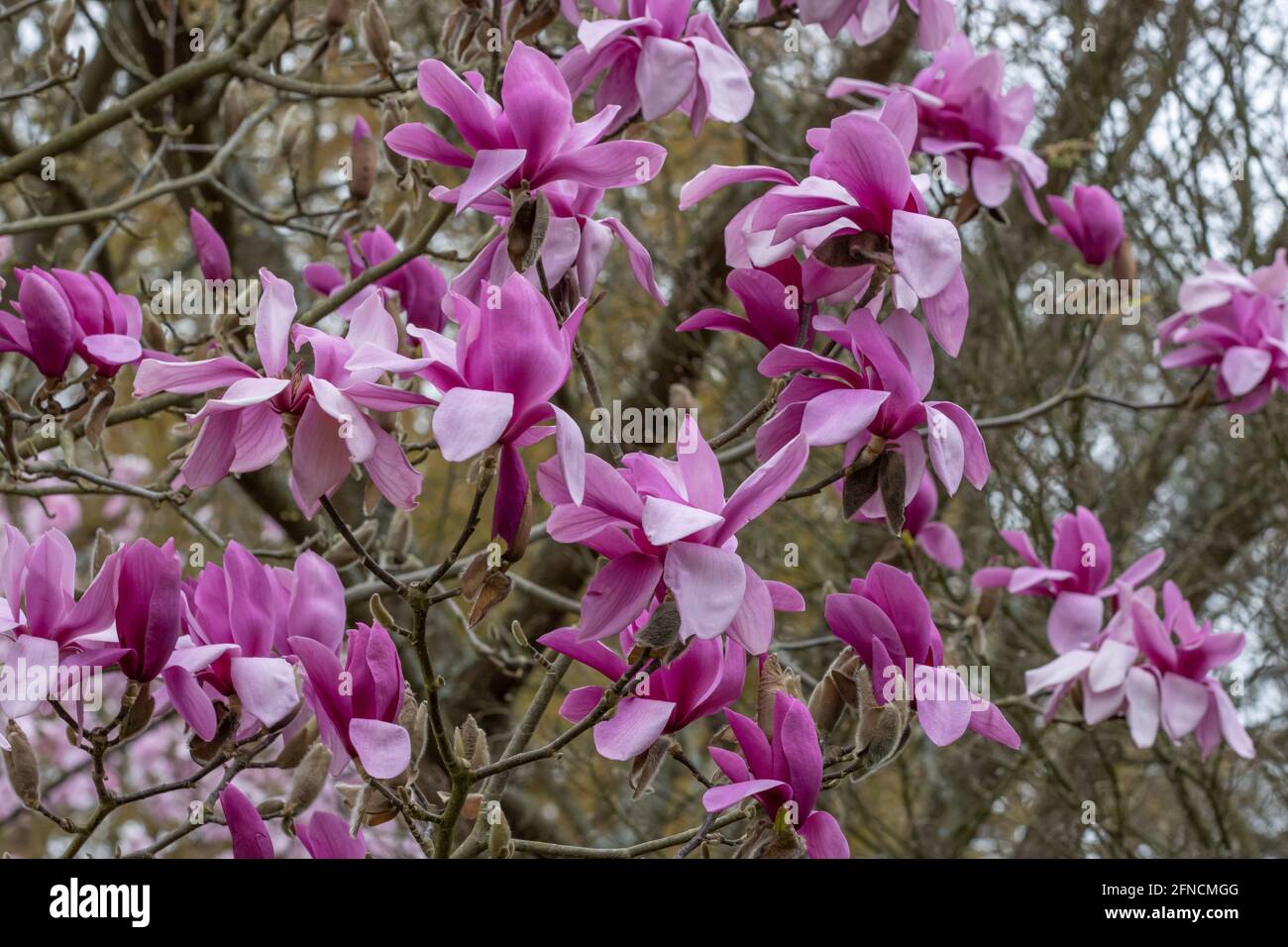 Mass of large purple Magnolia Ruth flowers in spring Stock Photo