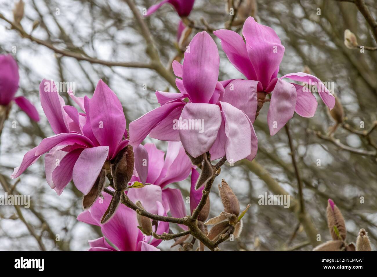 Close up of large pinky purple Magnolia Ruth flowers in spring Stock Photo