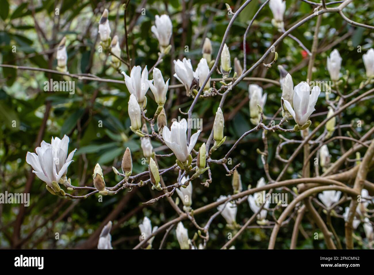 Magnolia soulangeana alba hi-res stock photography and images - Alamy