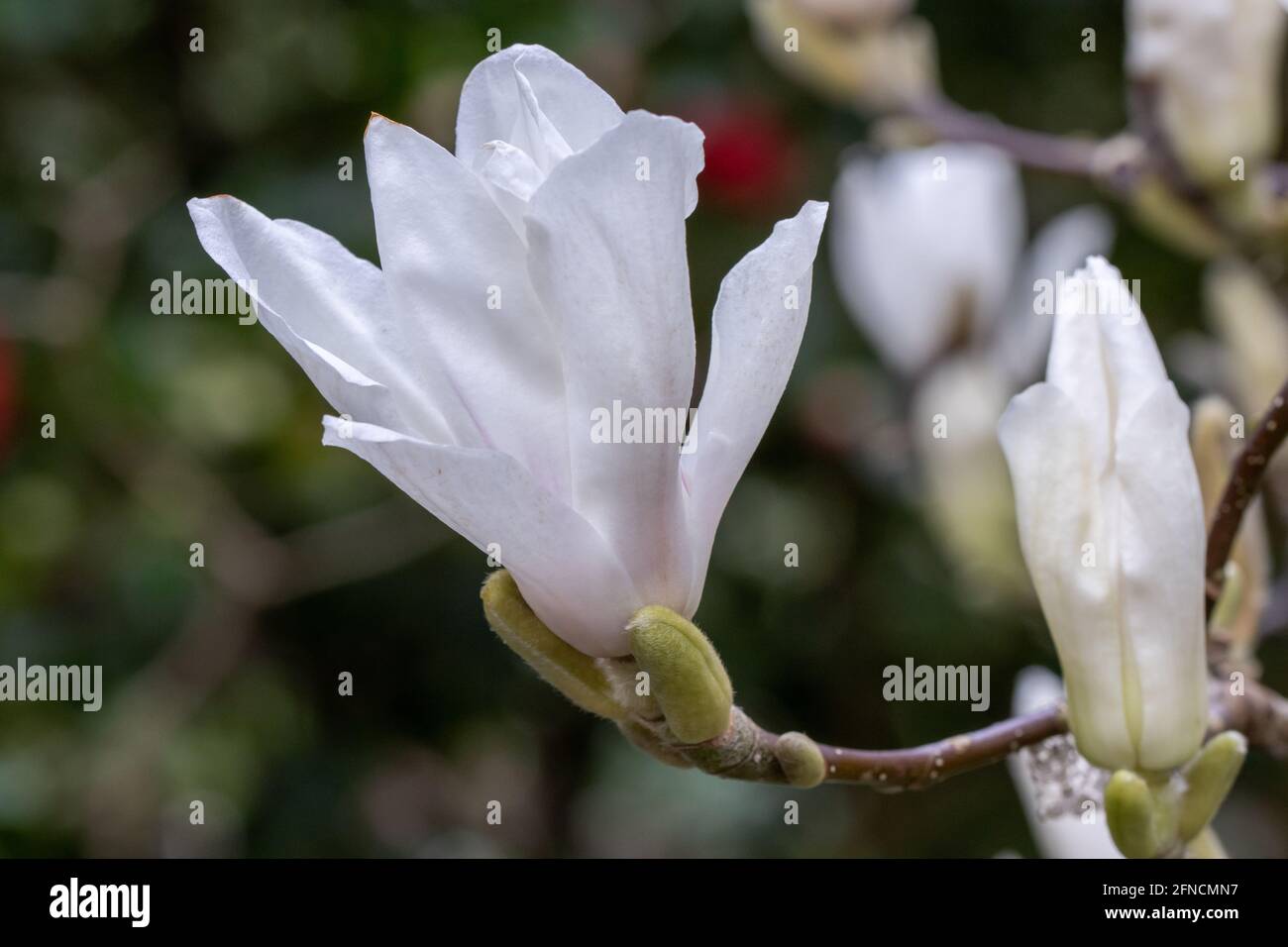 Magnolia soulangeana alba hi-res stock photography and images - Alamy