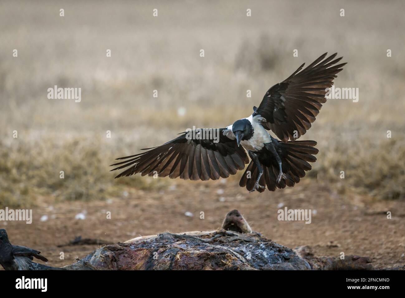 Rock pigeon south africa flying hires stock photography and images Alamy