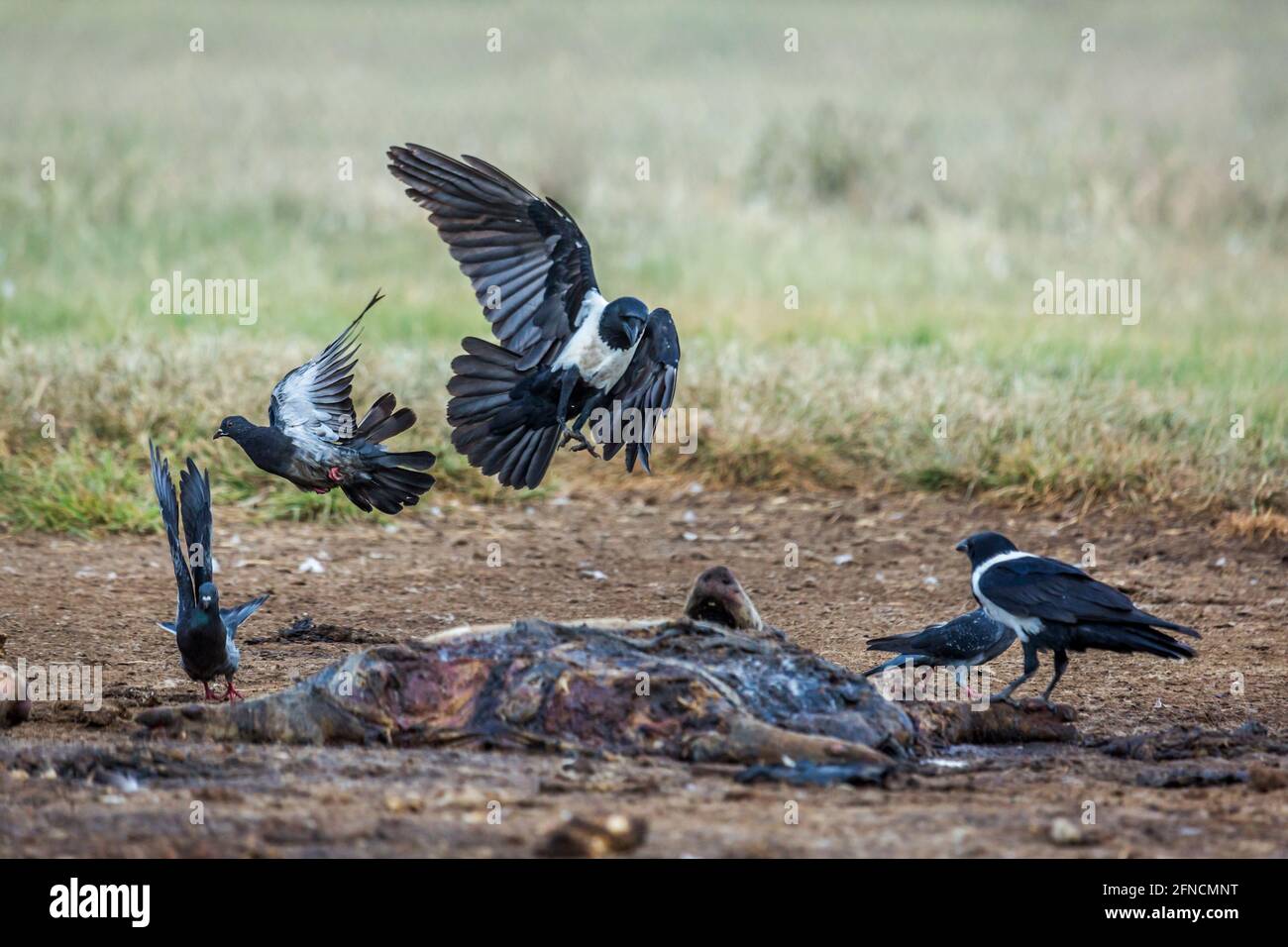 African Pied Crow and rock pigeon in carcass in Vulpro rehabilitation center, South Africa Stock Photo