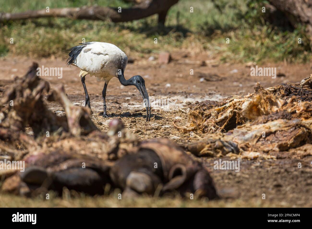 African Sacred Ibis in cattle carcass in Vulpro rehabilitation center, South Africa; specie Threskiornis aethiopicus family of Threskiornithidae Stock Photo