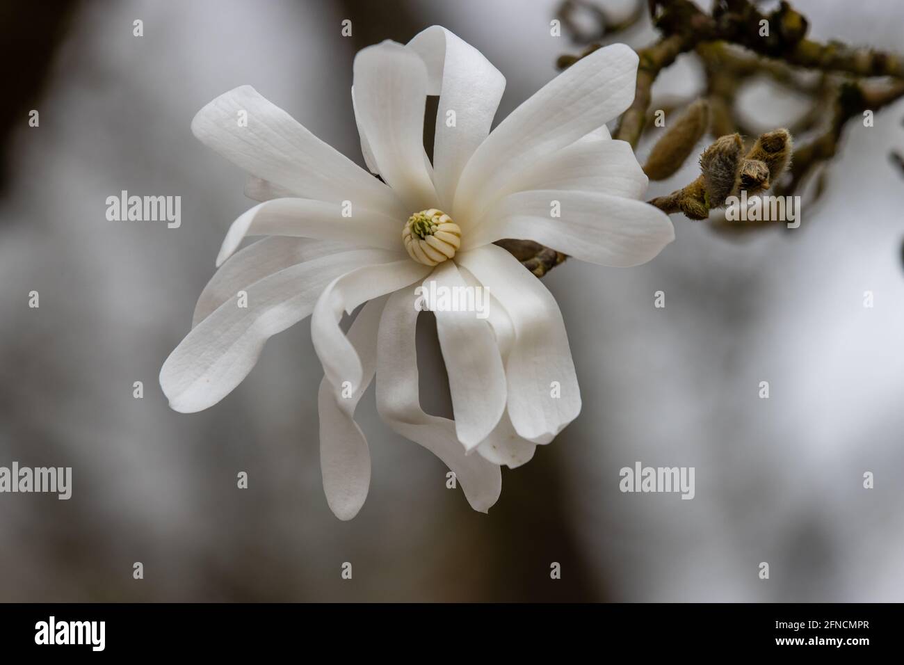 Single pure white Magnolia Stellata Royal Star flower in spring Stock Photo