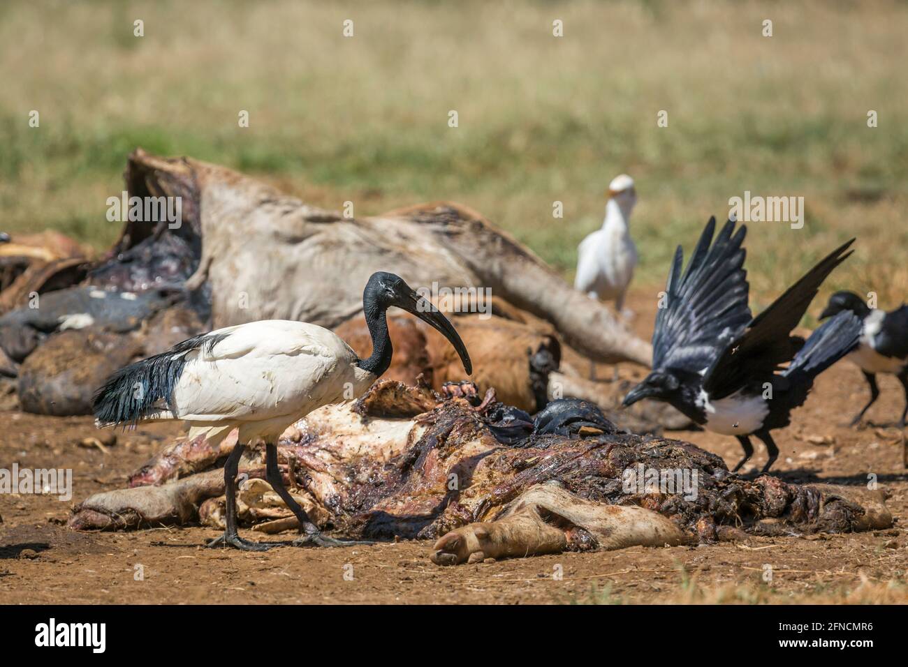 African Sacred Ibis and African Pied Crow in cattle carcass in Vulpro rehabilitation center, South Africa; specie Threskiornis aethiopicus family of T Stock Photo