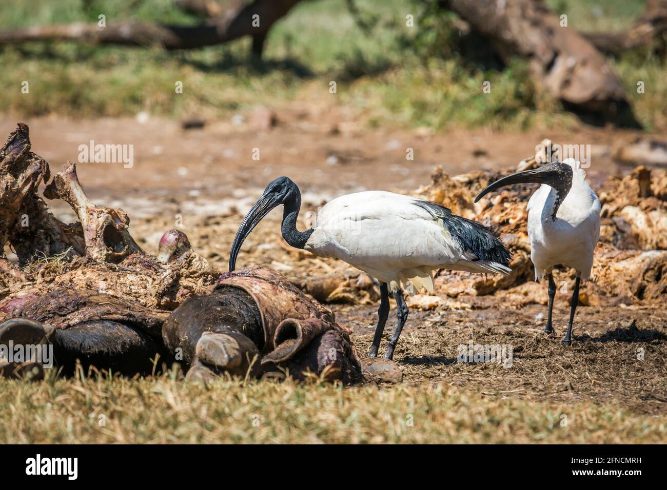 African Sacred Ibis in cattle carcass in Vulpro rehabilitation center, South Africa; specie Threskiornis aethiopicus family of Threskiornithidae Stock Photo