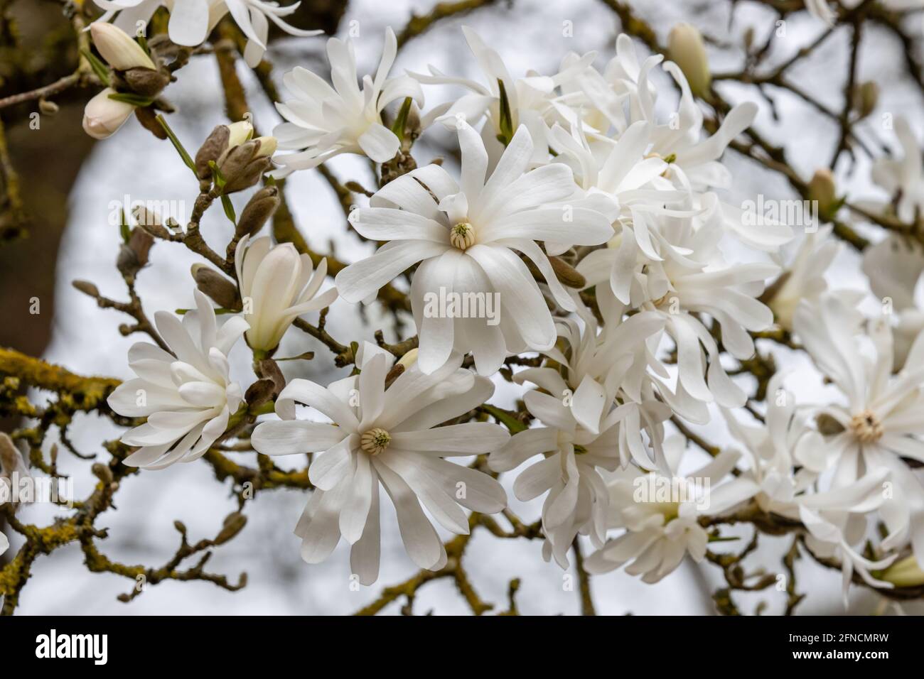 Mass of star shapped whiteMagnolia Stellata Royal Star flowers in spring Stock Photo