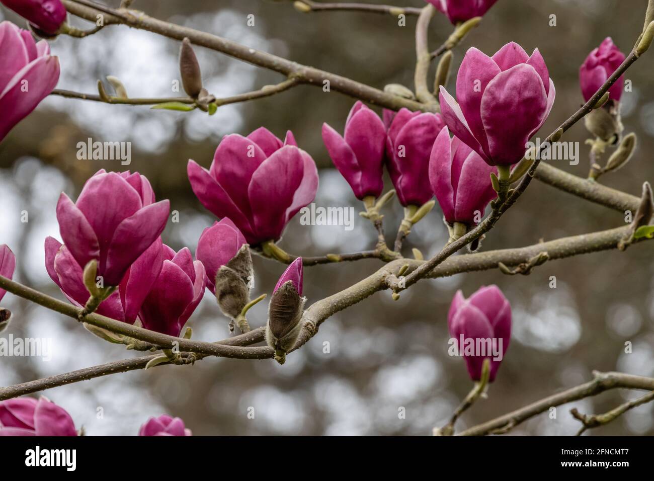Cluster of large pale purple Magnolia Theodora flowers in spring Stock Photo