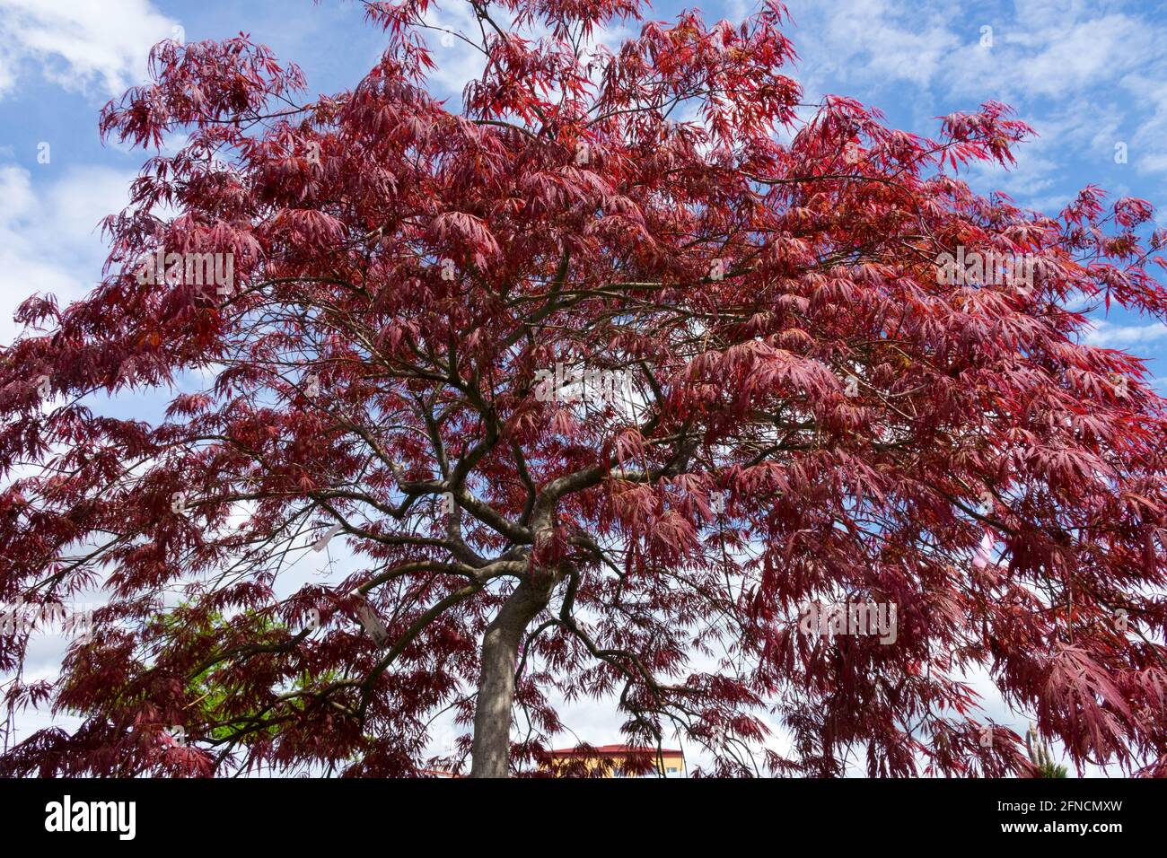 Red Japanese Maple Acer Inaba Shidare Acer palmatum tree Stock Photo