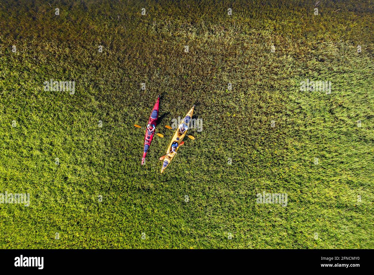 Top aerial view of two kayaks in tall reed on lake Cerknica, taken by drone, Slovenia Stock Photo