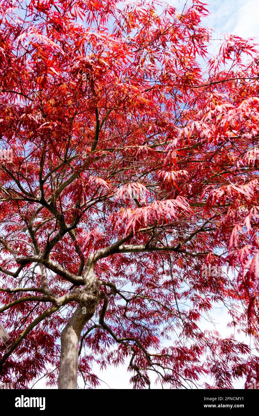 Red Japanese Maple Acer Inaba Shidare Acer palmatum tree Stock Photo