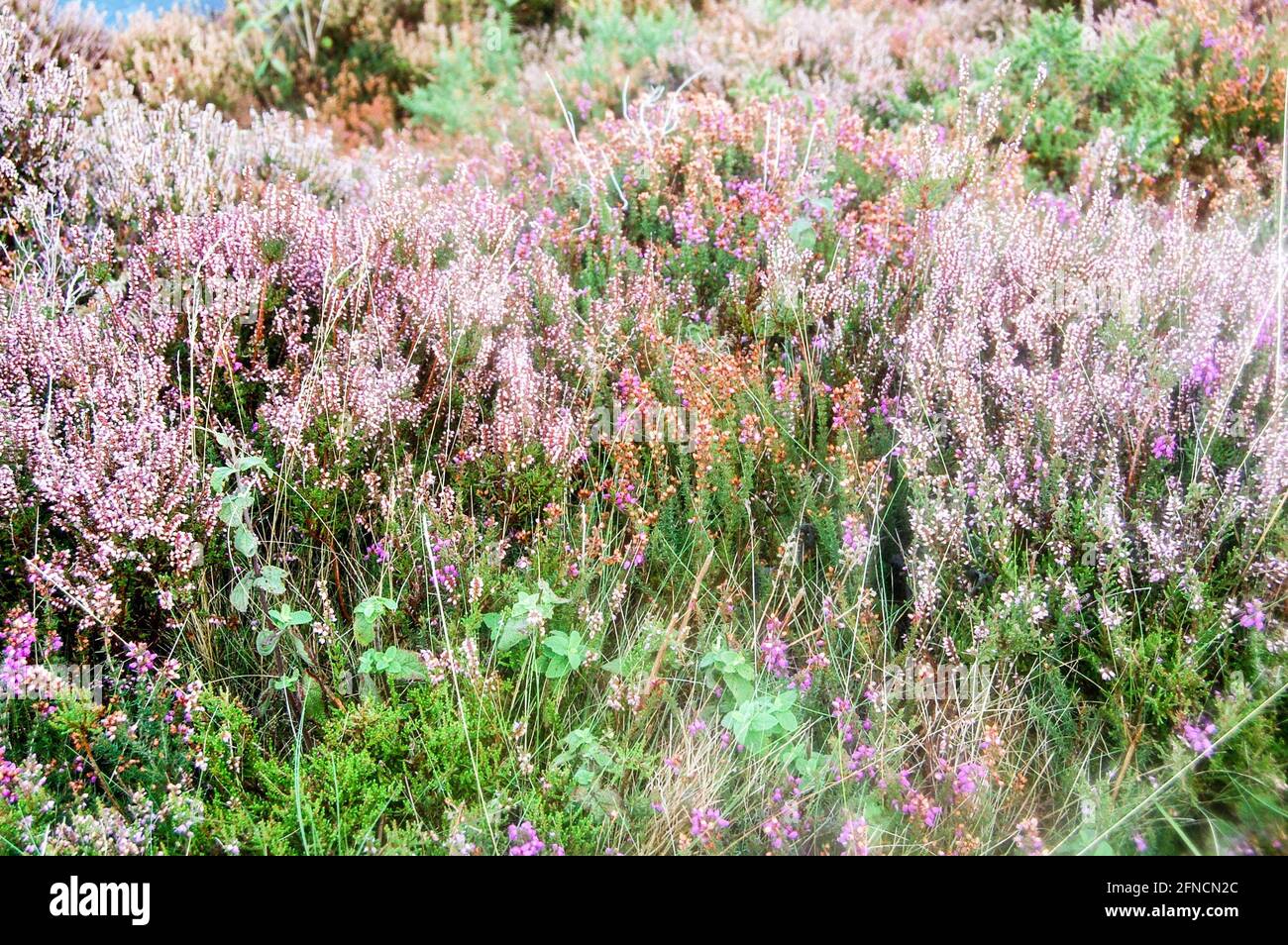 Jersey channel island autumn hi-res stock photography and images - Alamy