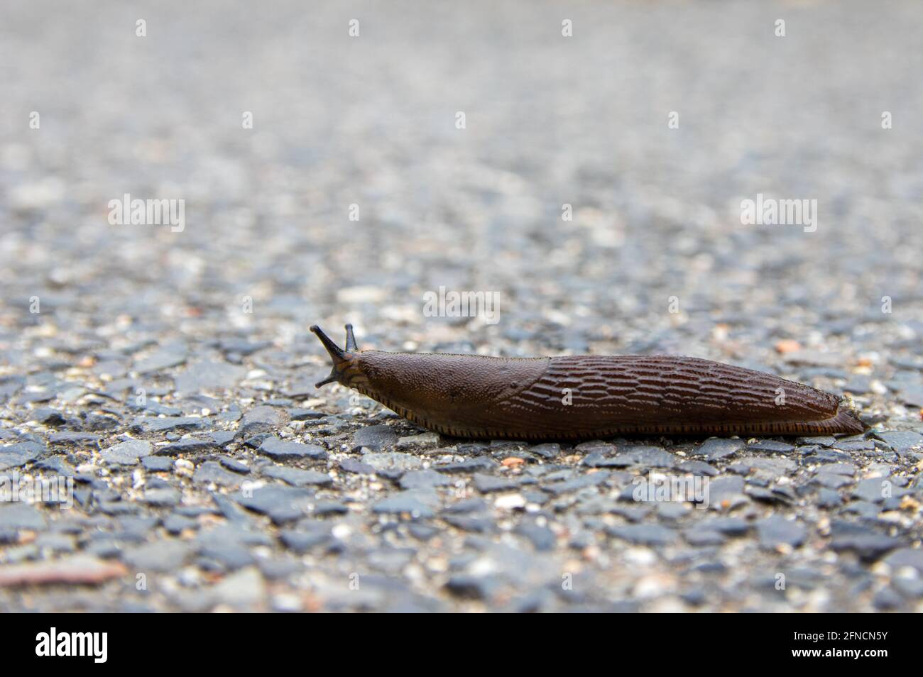 Spanish Slug (Arion vulgaris) on tarmac road. Selective Focus with shallow depth of field Stock Photo